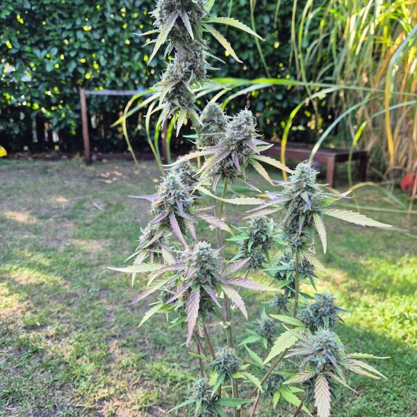 outdoor automatic