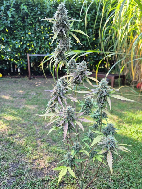outdoor automatic